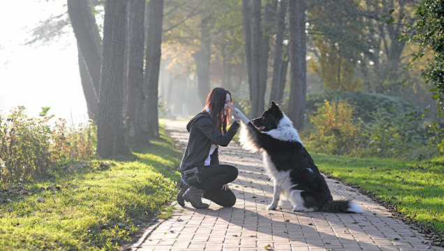 Hundetrainer/in – Vorbereitung auf den Sachkundenachweis (gem. § 11 Abs. 1 Satz 1 Nr. 8 f TierSchG)