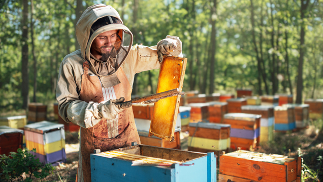 Imkern – von der Bienenhaltung zum Honigverkauf